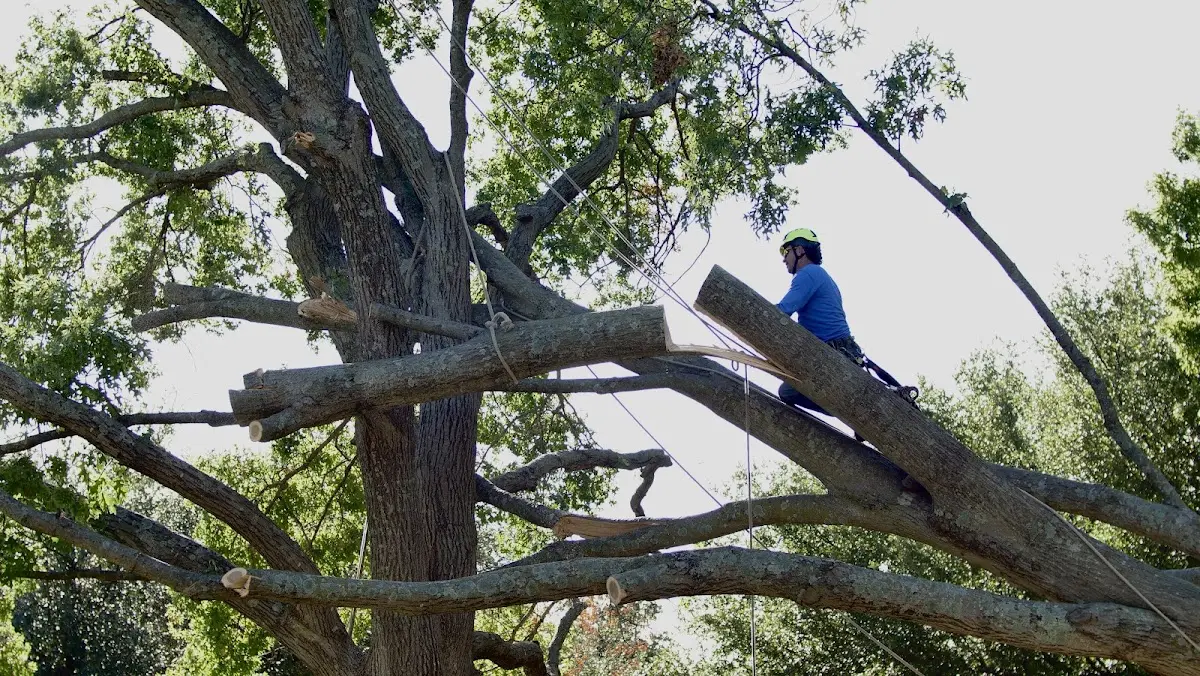 Professional Hazardous Tree Removal performed by certified arborists in Leivasy