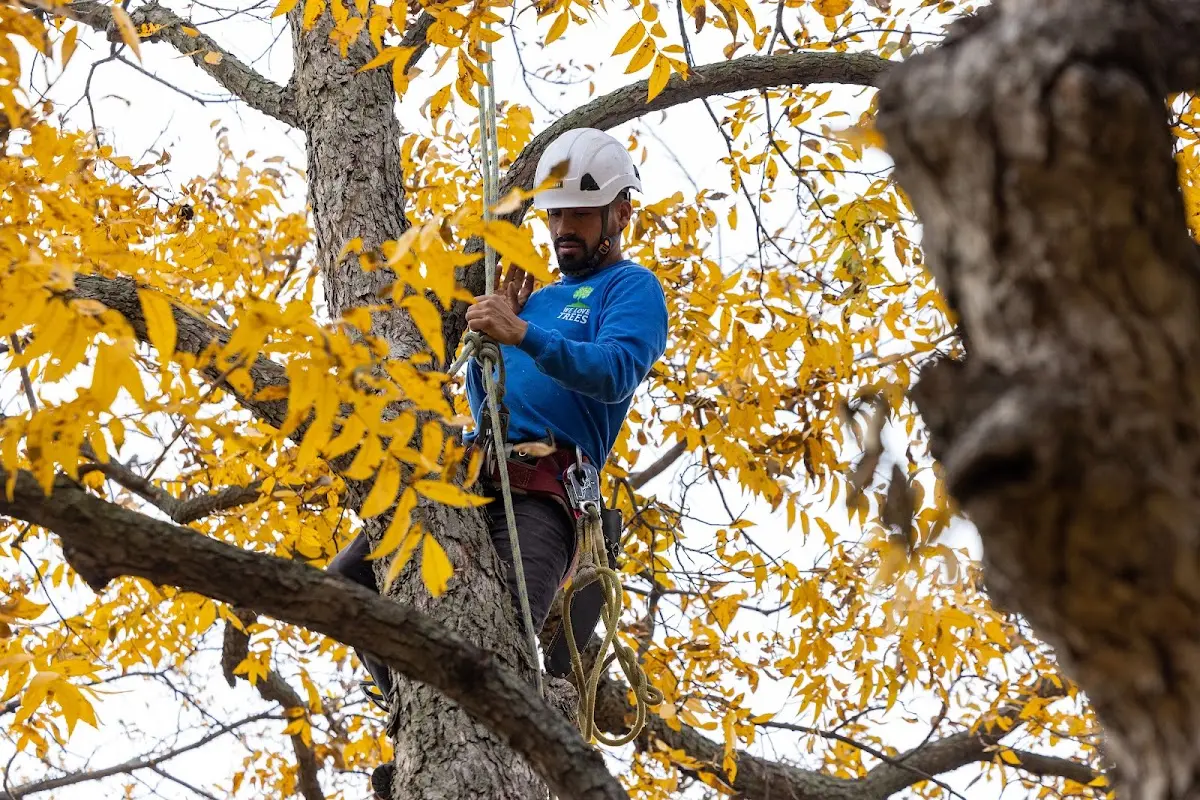 Skilled Tree Pruning crew working in Leivasy